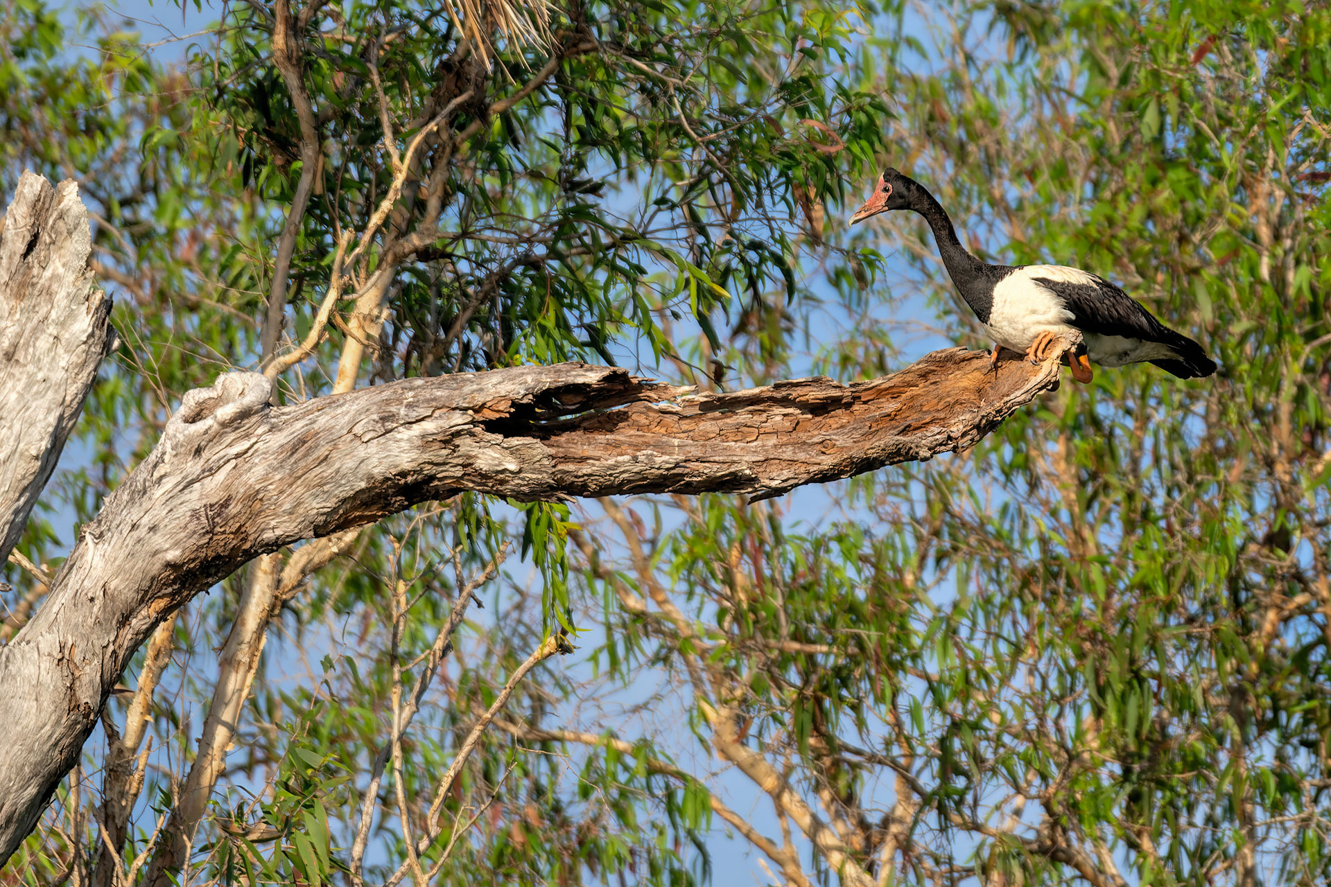 Kakadu National Park - Bootstour im Yellow Water Billabong - Spaltfußgans